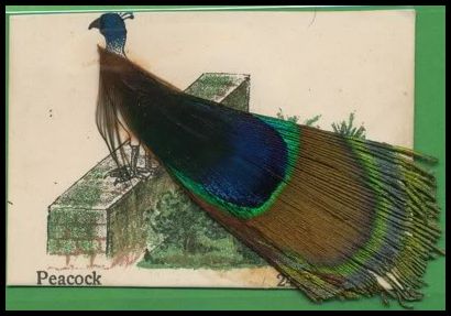 24 Peacock